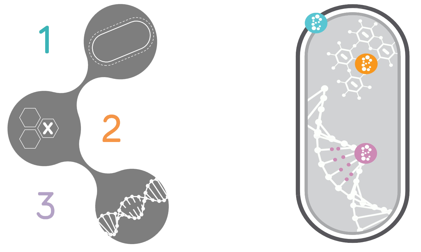 Membrane